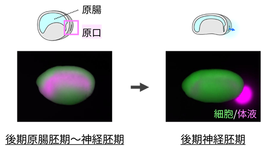 アフリカツメガエル胚の原腸内体液排出現象の図