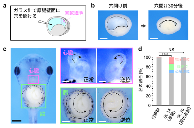 原腸内体液の早期除去に伴う左右軸形成異常の図