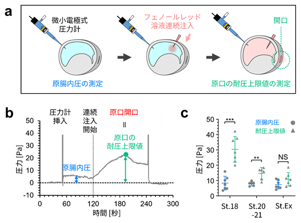 原腸内圧と原口の耐圧上限値の測定の図