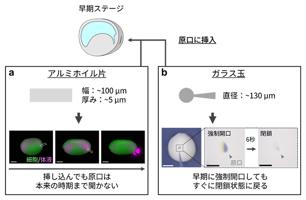 原口の物理的分断と強制開口実験の図