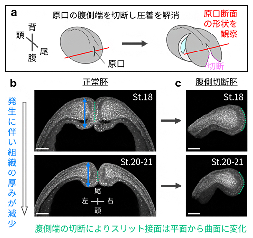 原口スリットの形状と両側から押し合う力の関係の図