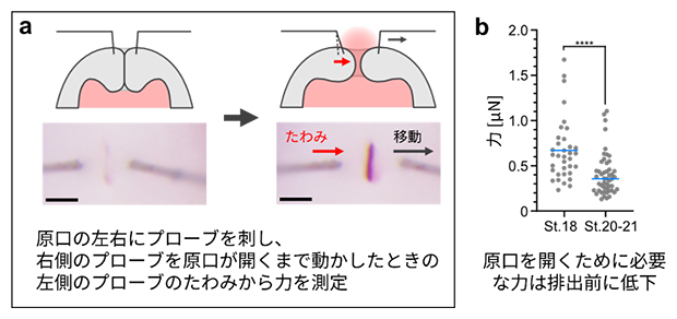 発生に伴って変化する、原口を両側から押し合う力の図