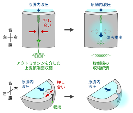 アクトミオシン収縮を介した原口開閉制御機構の図