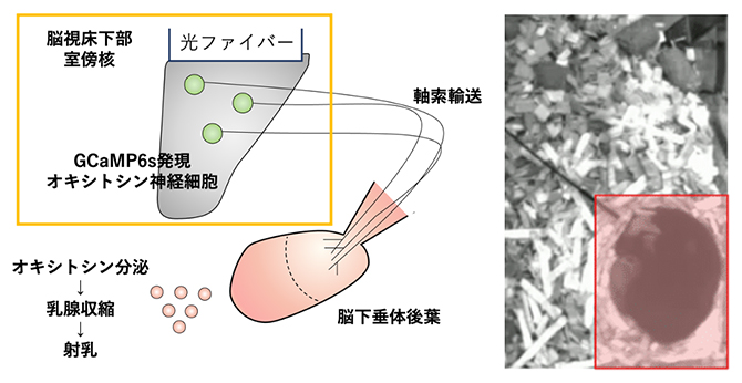 オキシトシン神経細胞の活動をモニターするシステムと、巣で授乳中の母マウスの図