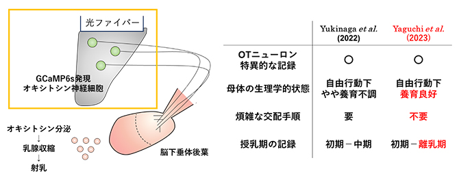 授乳中のオキシトシン神経細胞の活動をモニターするシステムおよび本研究の新規点の図