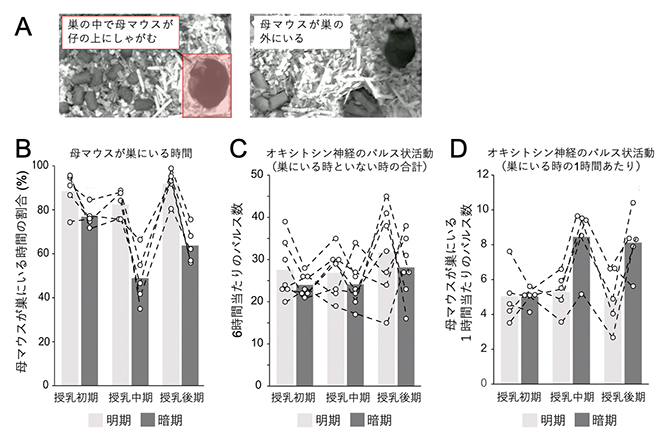 母仔間の相互作用とオキシトシン神経活動の関連および経時変化の図