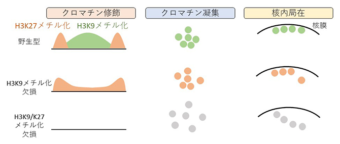 抑制性クロマチン修飾の欠損によるヘテロクロマチン構造の変化の図