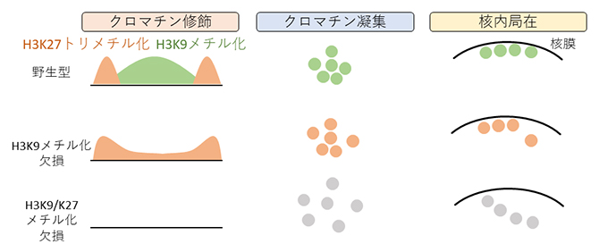 H3K9メチル化、H3K27トリメチル化の欠損による核内クロマチン構造の変化の図