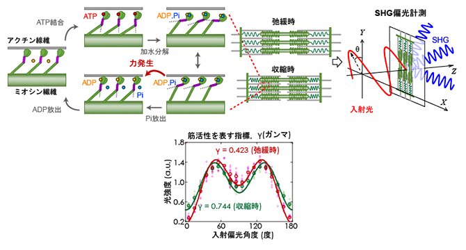 力発生中のミオシンの構造変化とそれに伴う光第二高調波発生（SHG）偏光特性の変化の図