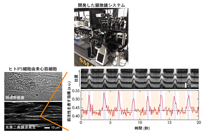 開発した顕微鏡と心筋拍動中のミオシン活性の変化の図