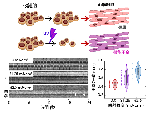 iPS細胞を用いた晩発性心機能不全の再現とミオシン活性評価の結果の図