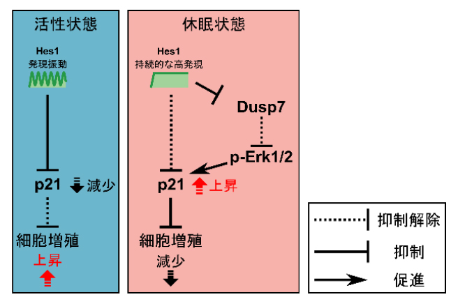 p21を介した転写抑制因子Hes1による発現動態依存的な細胞増殖の制御機構の図