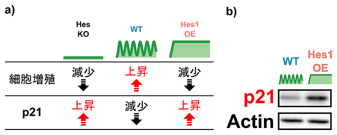 Hes1の発現動態依存的な細胞増殖とp21の発現の図