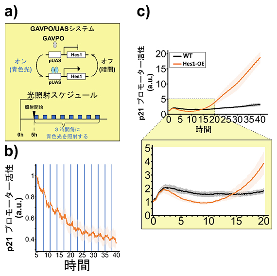 Hes1の発現振動またはHes1OE（持続的高発現）によるp21の発現制御の図