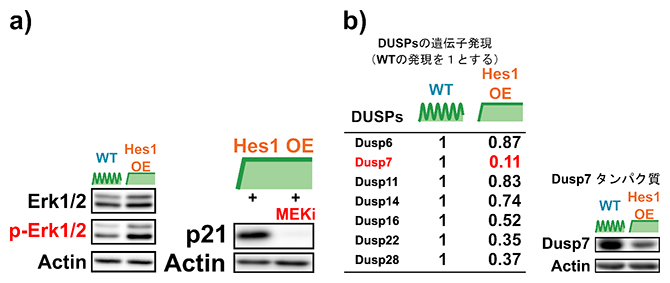 Hes1OEが間接的にp21の発現を活性化させる仕組みの図