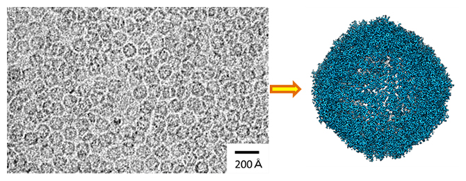 球状のタンパク質アポフェリチンのクライオ電子顕微鏡解析の図