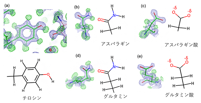 アミノ酸の水素原子を含む高分解能構造の詳細の図