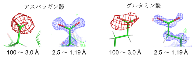 タンパク質中の負電荷の観測と検証の図