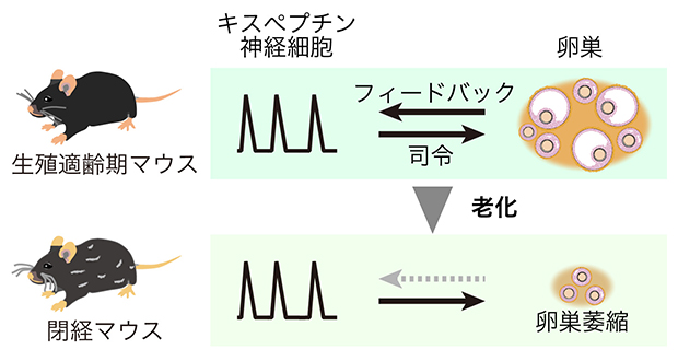 卵巣が老化しても維持されるキスペプチン神経のパルス状の活動の図