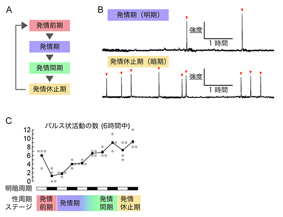 生殖適齢期の雌マウスにおけるキスペプチン神経細胞の活動記録の図