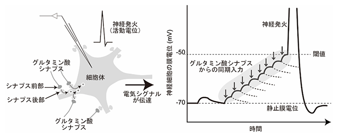 脳神経回路の主要なドライバーであるグルタミン酸シナプス伝達の図