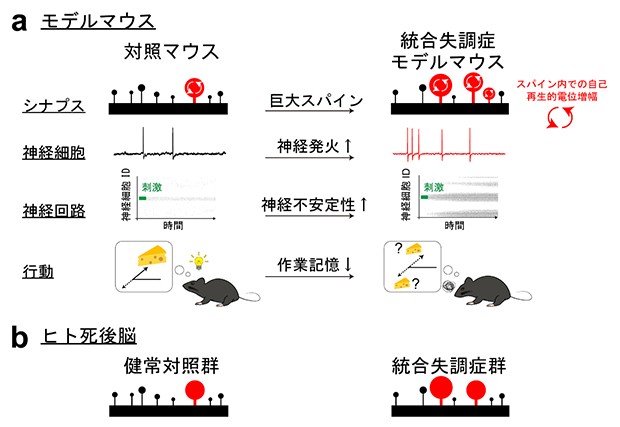 本研究のまとめの図