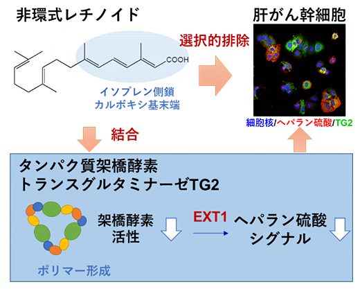 研究概要図の画像