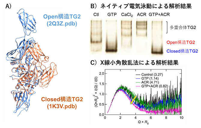 非環式レチノイドによるTG2のタンパク質立体構造への影響の図