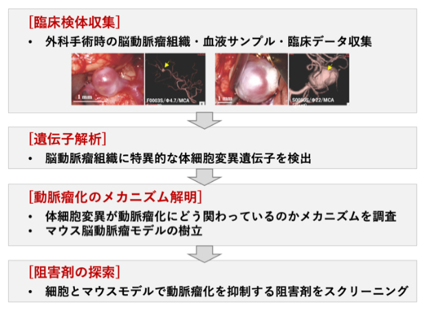 研究の概略の図