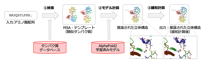 AlphaFold2(AF2)がアミノ酸配列から立体構造を推論する手順の図