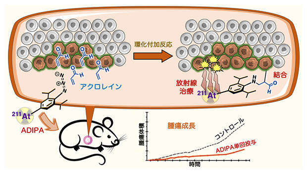 本研究で開発した放射性治療分子（ADIPA）の作用機序の概念図の画像