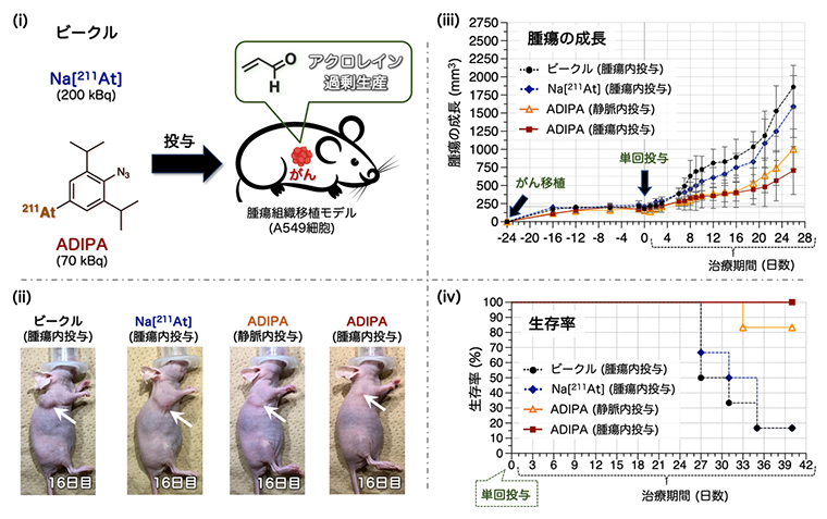 ヒト肺がん移植マウスへの薬剤投与によるがん治療試験の図