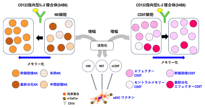 aAVCとCD122指向型IL-2複合体の併用による免疫効果の模式図の画像