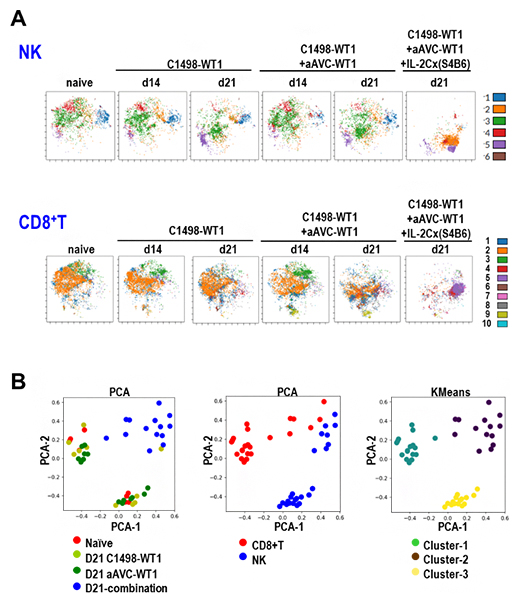 aAVC-W1単独とIL-2Cx（S4B6）併用よる骨髄内NK細胞、CD8陽性T細胞への影響の図