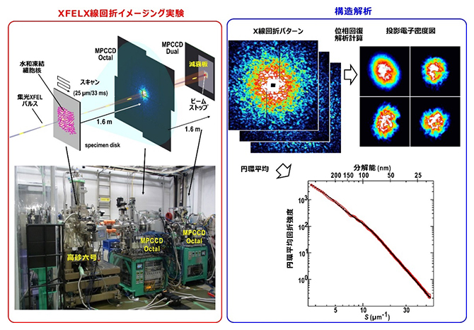 「SACLA」でのX線回折イメージング実験装置と構造解析の概要の図