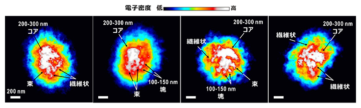 典型的な間期酵母細胞核の投影電子密度図の画像