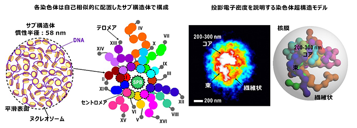 染色体内部構造のフラクタル性と予想される染色体超構造の図