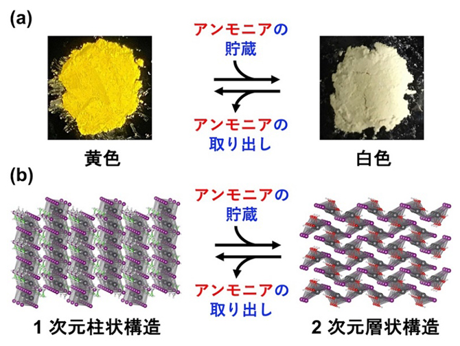 アンモニアの貯蔵に伴うペロブスカイト化合物の結晶の色と結晶構造の変化の図