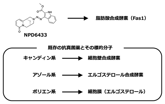 新たな抗真菌化合物NPD6433と既存の抗真菌薬の標的分子の図