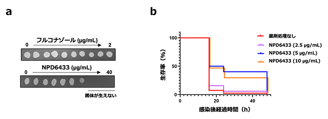 NPD6433の抗真菌効果の図