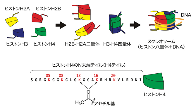 ヌクレオソームの構造とヒストンのアセチル化修飾の図