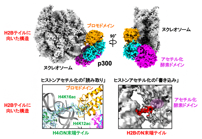 p300/CBPがヌクレオソームのアセチル化を「読み書き」する仕組みの図