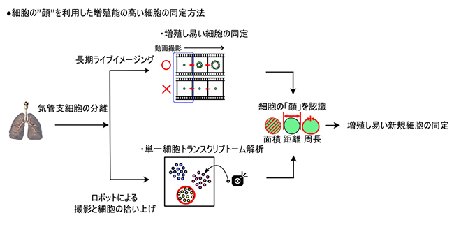 細胞の「顔」を利用した新しい幹細胞同定法「scMORN法」の概略の図