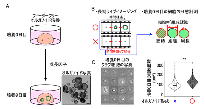 オルガノイド形成過程の長期ライブイメージングによるクラブ細胞の特徴解析の図