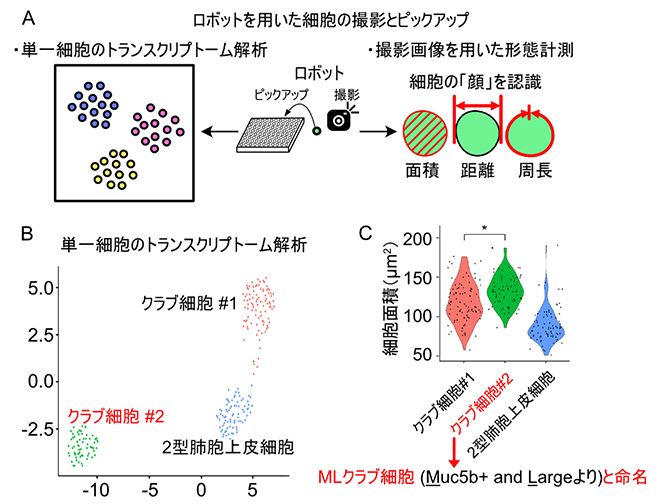 単一細胞トランスクリプトーム解析で分類したクラブ細胞の形態的特徴の図