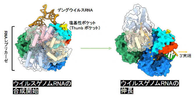 デングウイルスRNAの合成開始複合体と伸長複合体の構造の図