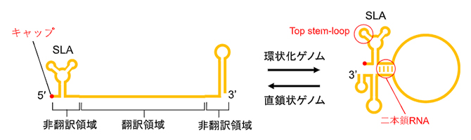 デングウイルスのゲノム構造の図