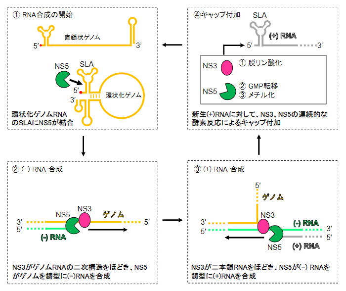 デングウイルスのゲノム複製の概略図の画像