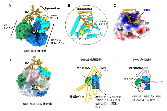 RNA合成開始複合体の構造の図