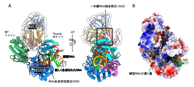 RNA伸長複合体の構造の図